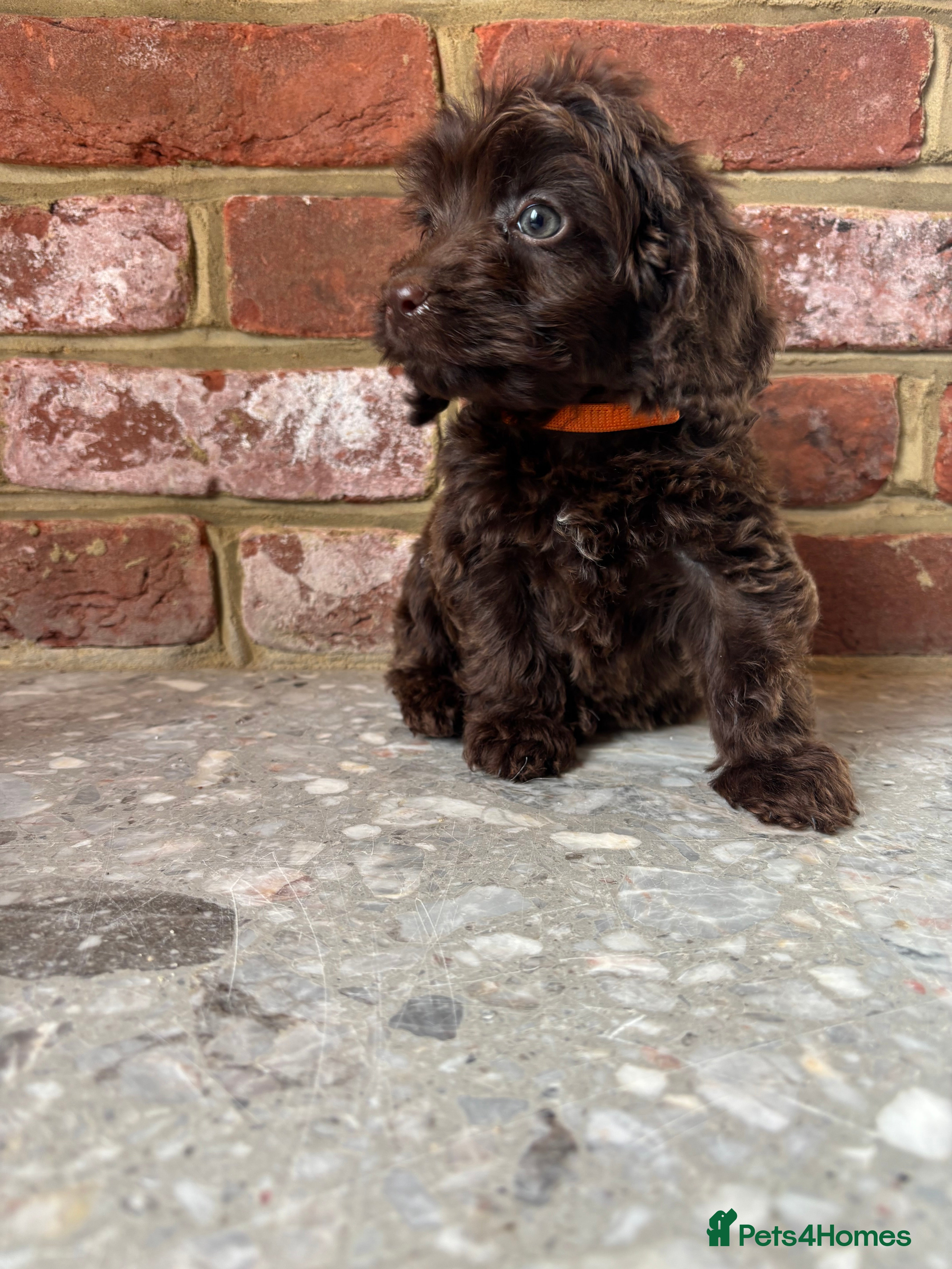 Cockapoo dogs Outstanding Cockapoos - Advert 18