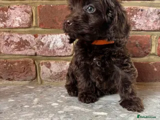 Cockapoo dogs Outstanding Cockapoos - Advert 18