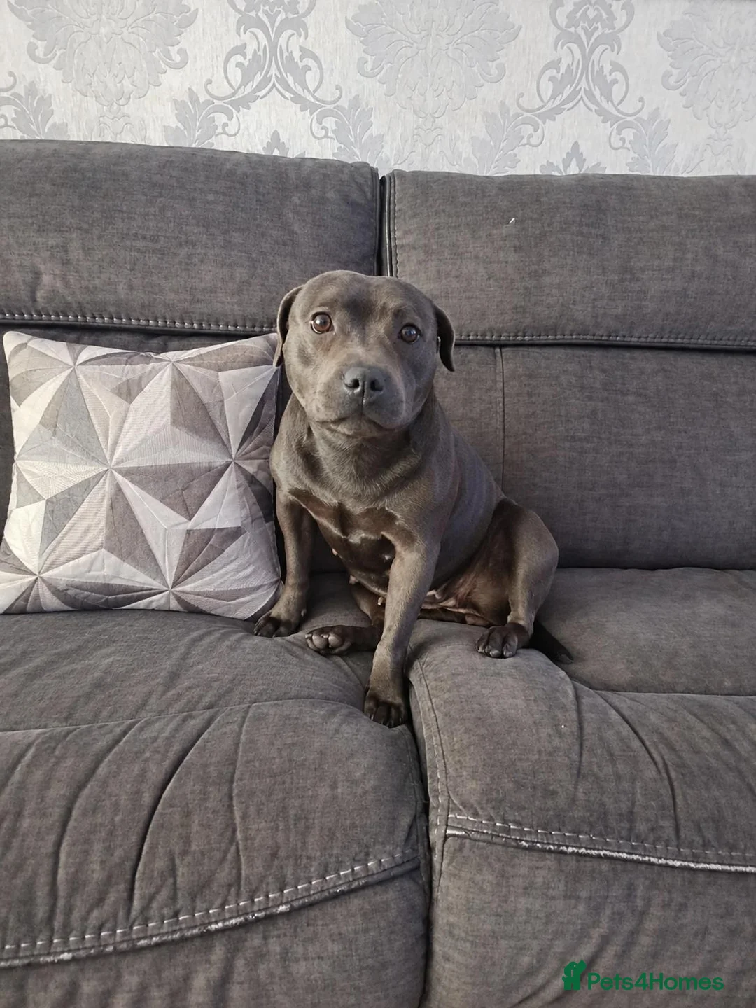 Staffordshire Bull Terrier dogs for sale: Beautiful KC Reg Blue Staffordshire bull terriers - Advert 5