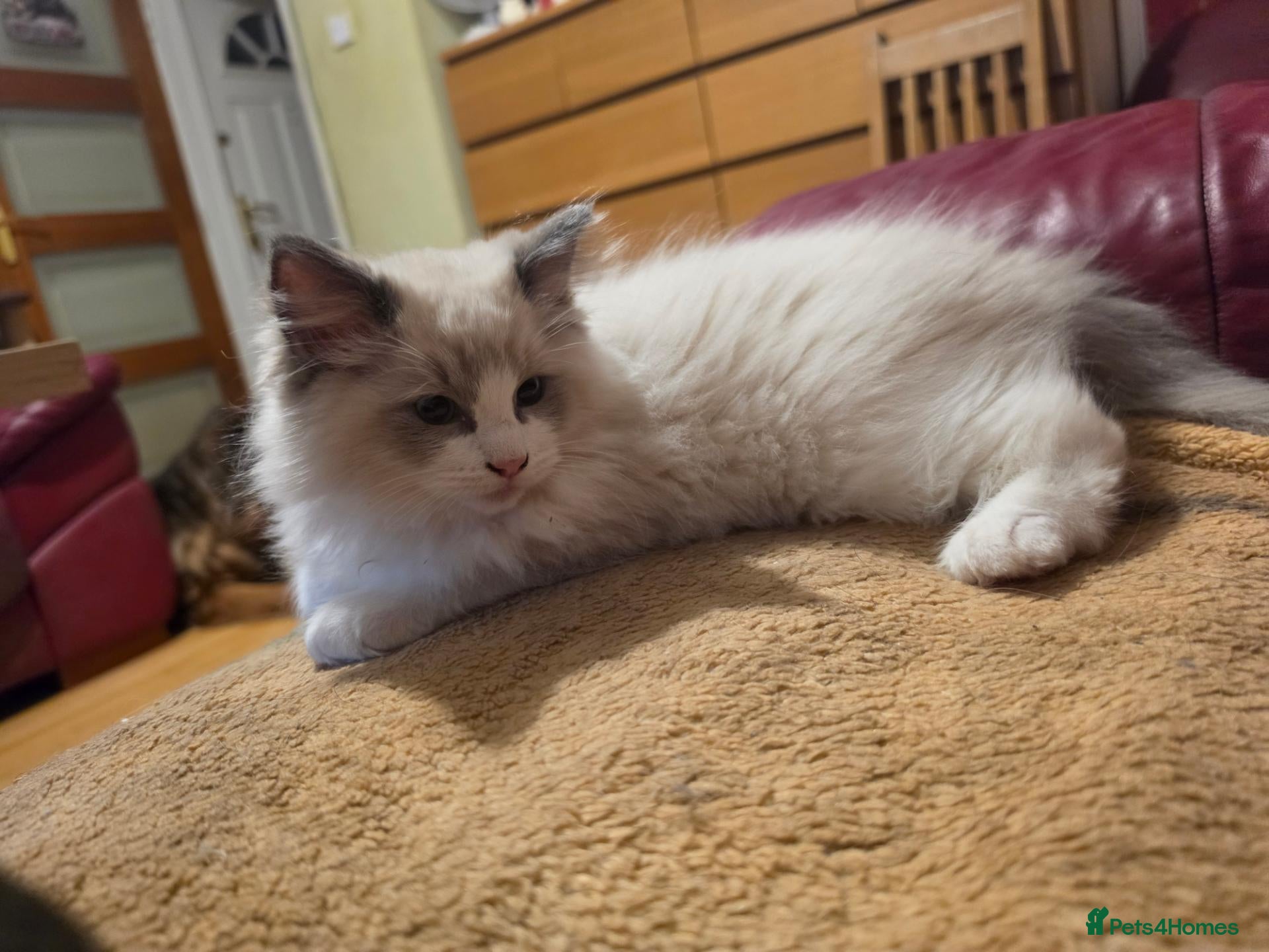 Ragdoll cats GCCF-registered Ragdoll kittens - Advert 1