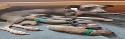 Italian Greyhound dogs for sale: 6 Beautiful Italian Greyhound Puppies  - Advert 4