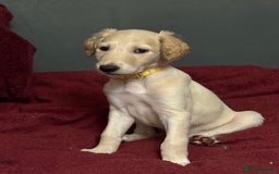 Saluki dogs for sale: Saluki  - Image 8