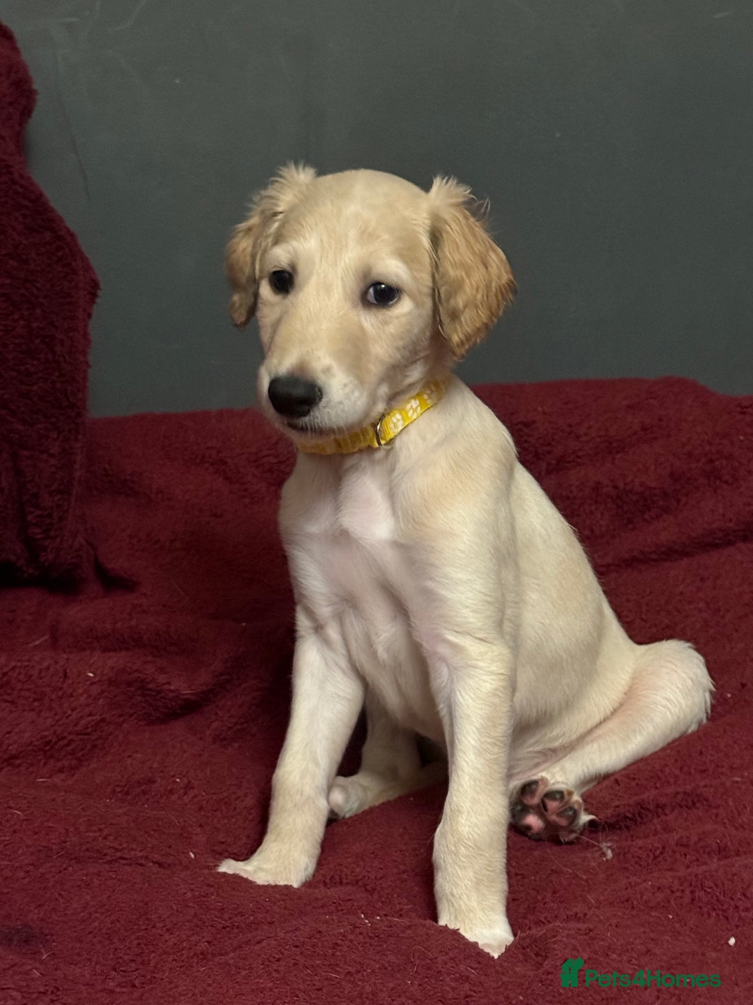 Saluki dogs for sale: Saluki  - Image 8