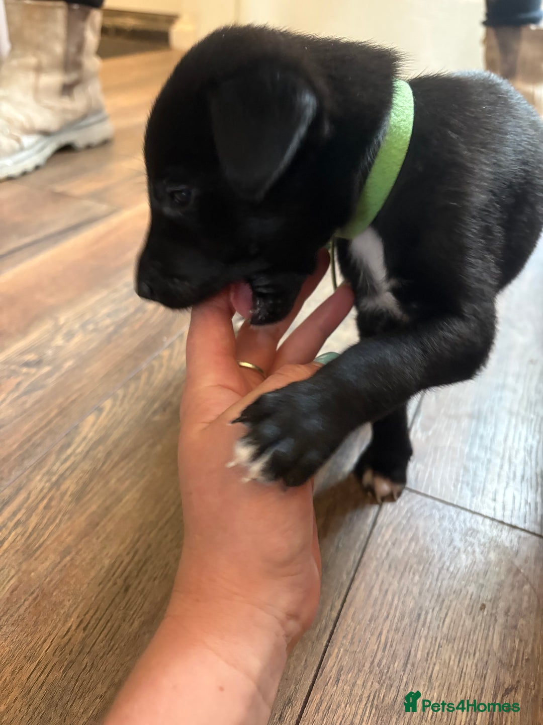 Mixed Breed dogs for sale: Beautiful whippet cross labrador(collie) puppies  - Image 10