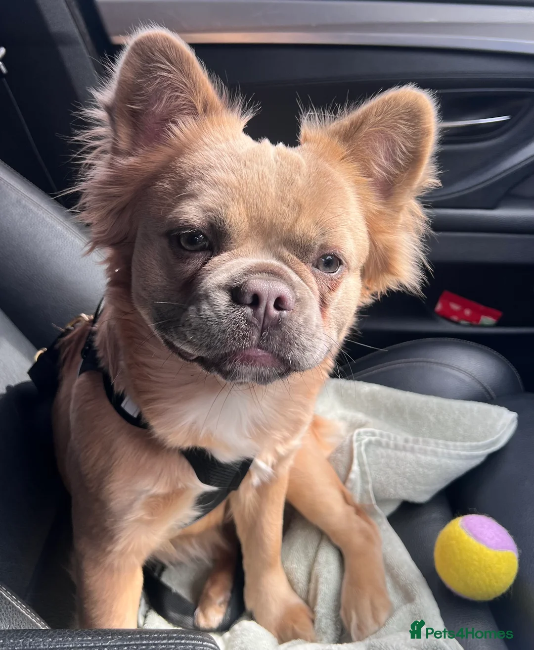 French Bulldog dogs for sale: ✨5 Beautiful Fluffy French Bulldog Puppies ✨ - Advert 2