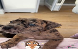 Mixed Breed dogs for sale: mastiff pups🐾 - Advert 1