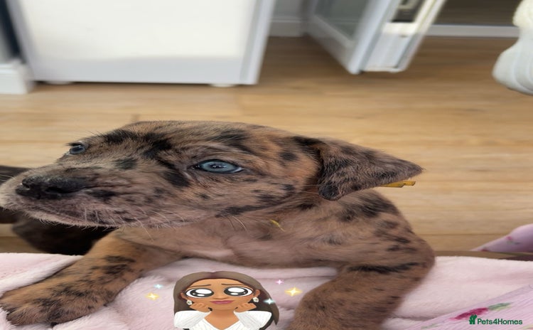 Mixed Breed dogs - Advert 3