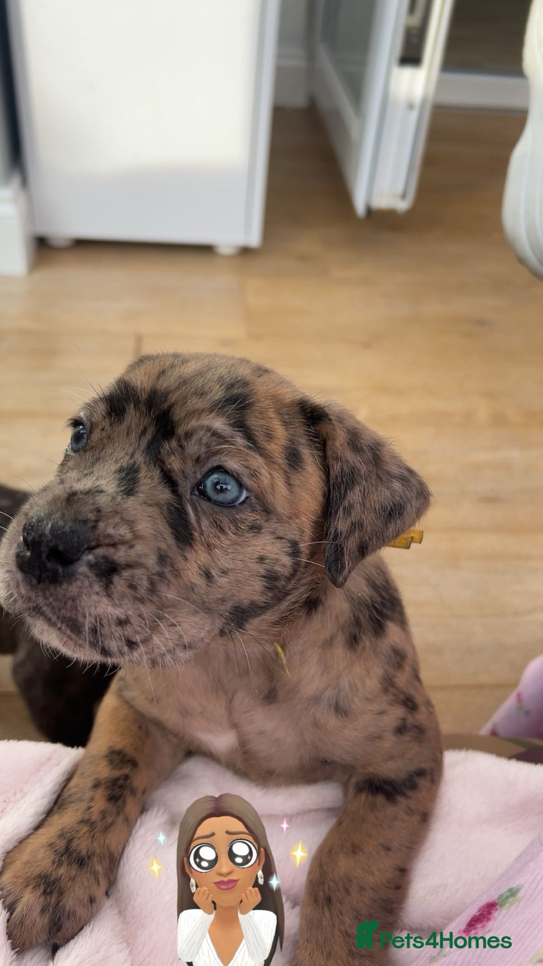 Mixed Breed dogs for sale: mastiff pups🐾 - Advert 1