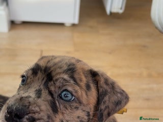 Mixed Breed dogs - Advert 9