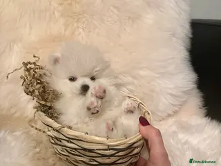 Pomeranian dogs Last KC pomeranian BOY ready to leave now ! - Advert 16