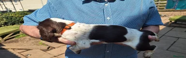 Mixed Breed 6