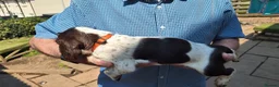 Mixed Breed dogs for sale: Lovely marked GWP / ESS puppies for sale  in Dalkeith - Advert 6