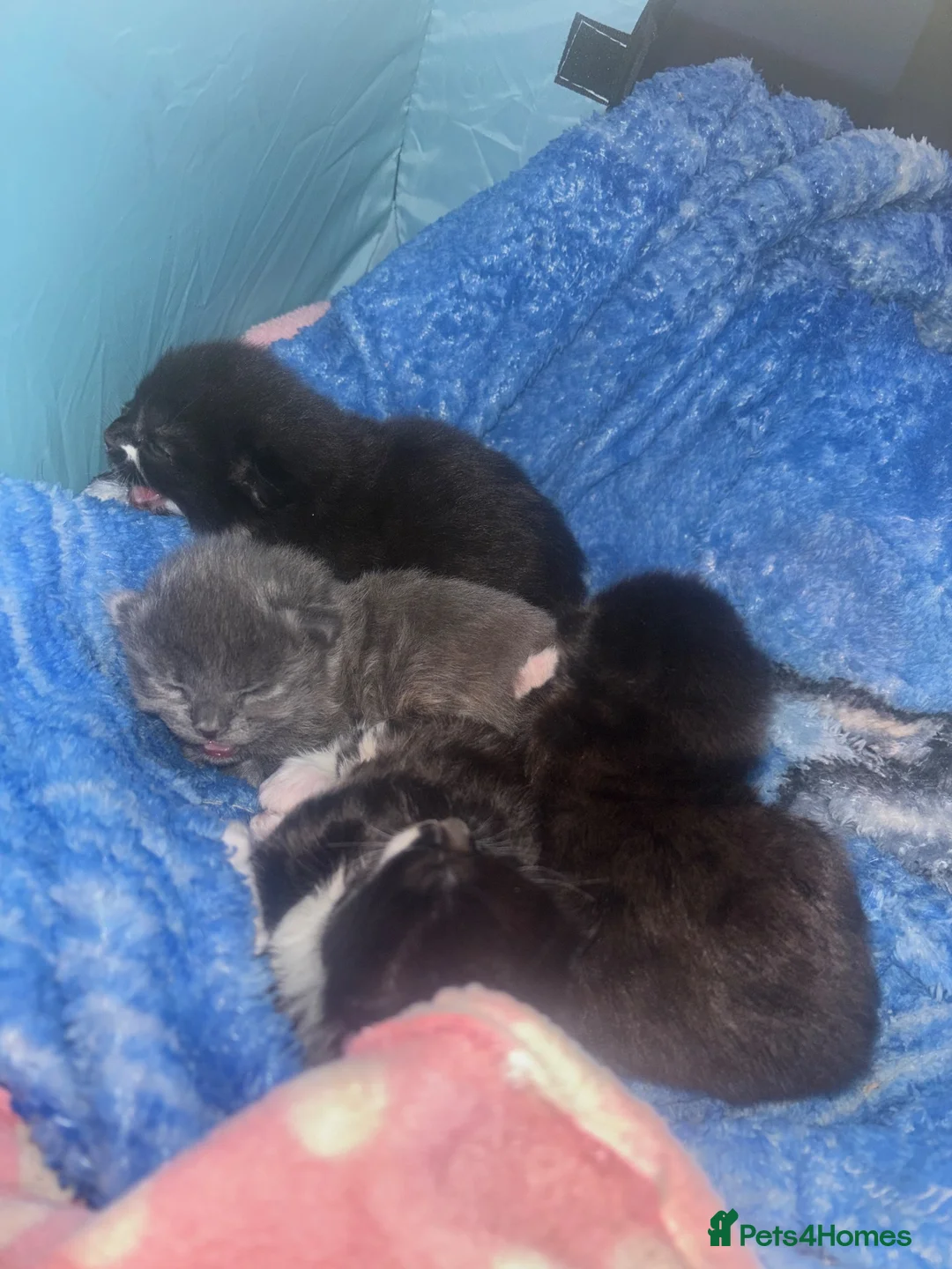 British Longhair cats for sale: Long haired kittens  - Advert 13