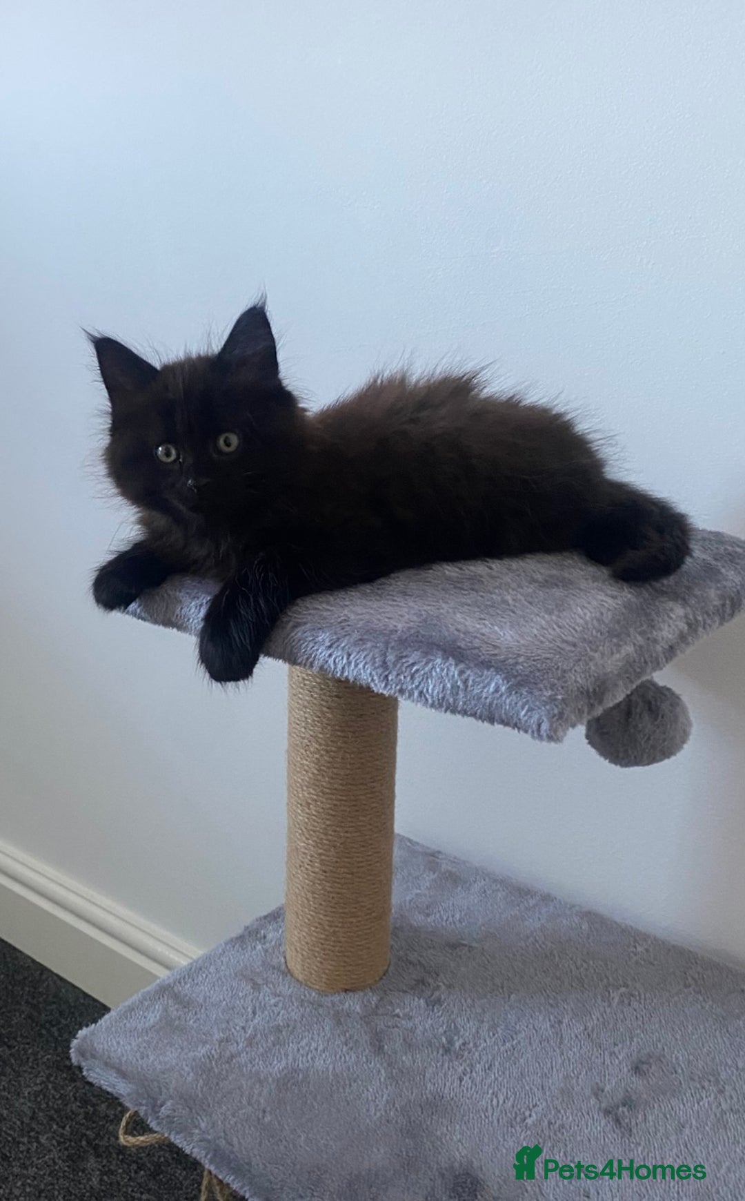 Maine Coon cats for sale: Maine coon boy kitten  - Advert 1