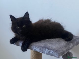 Maine Coon cats Maine coon boy kitten - Advert 2