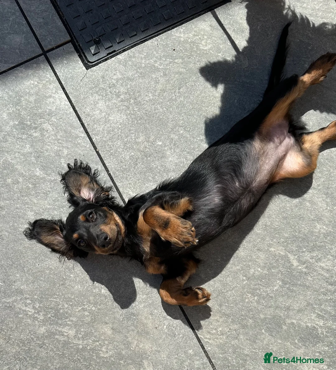 Mixed Breed dogs for sale: Beautiful doxiepoo - Advert 3