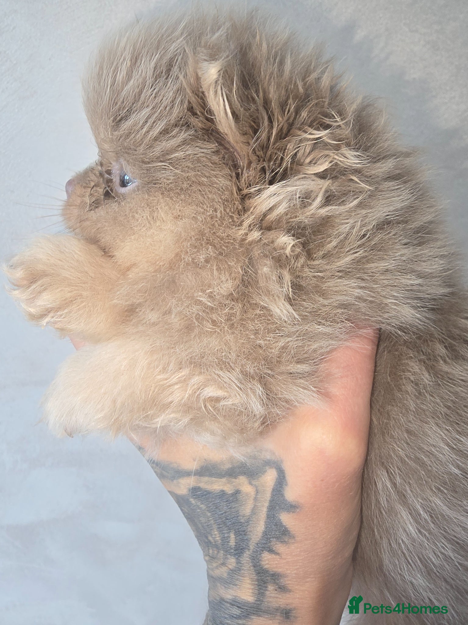 Pomeranian dogs Stunning rare coloured Pomeranian puppies  - Advert 8