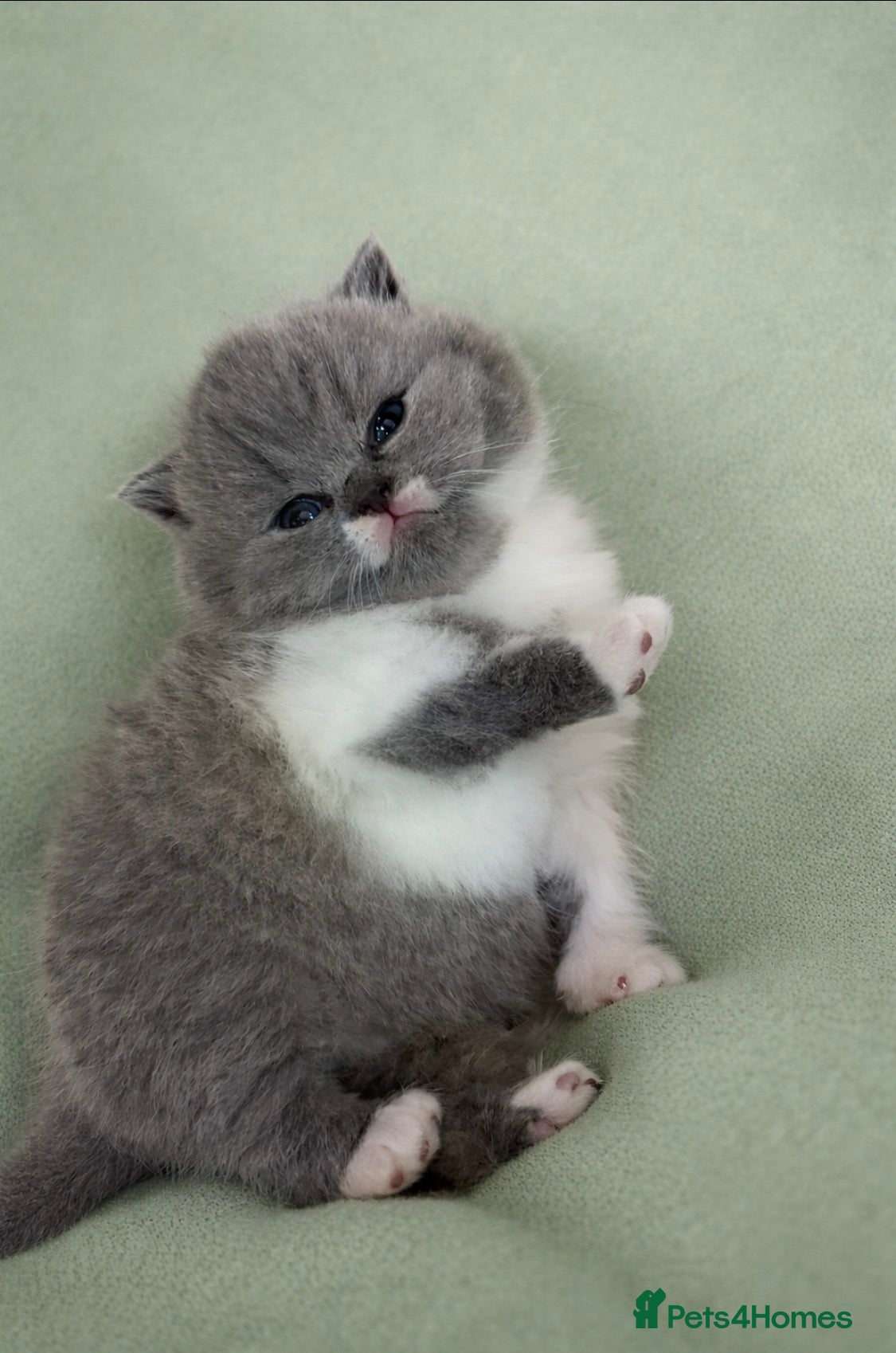 British Shorthair cats 🏆CHAMPIONSHIP BLOOD LINE PURE PEDIGREE BSH 🏆✨😻 - Advert 2