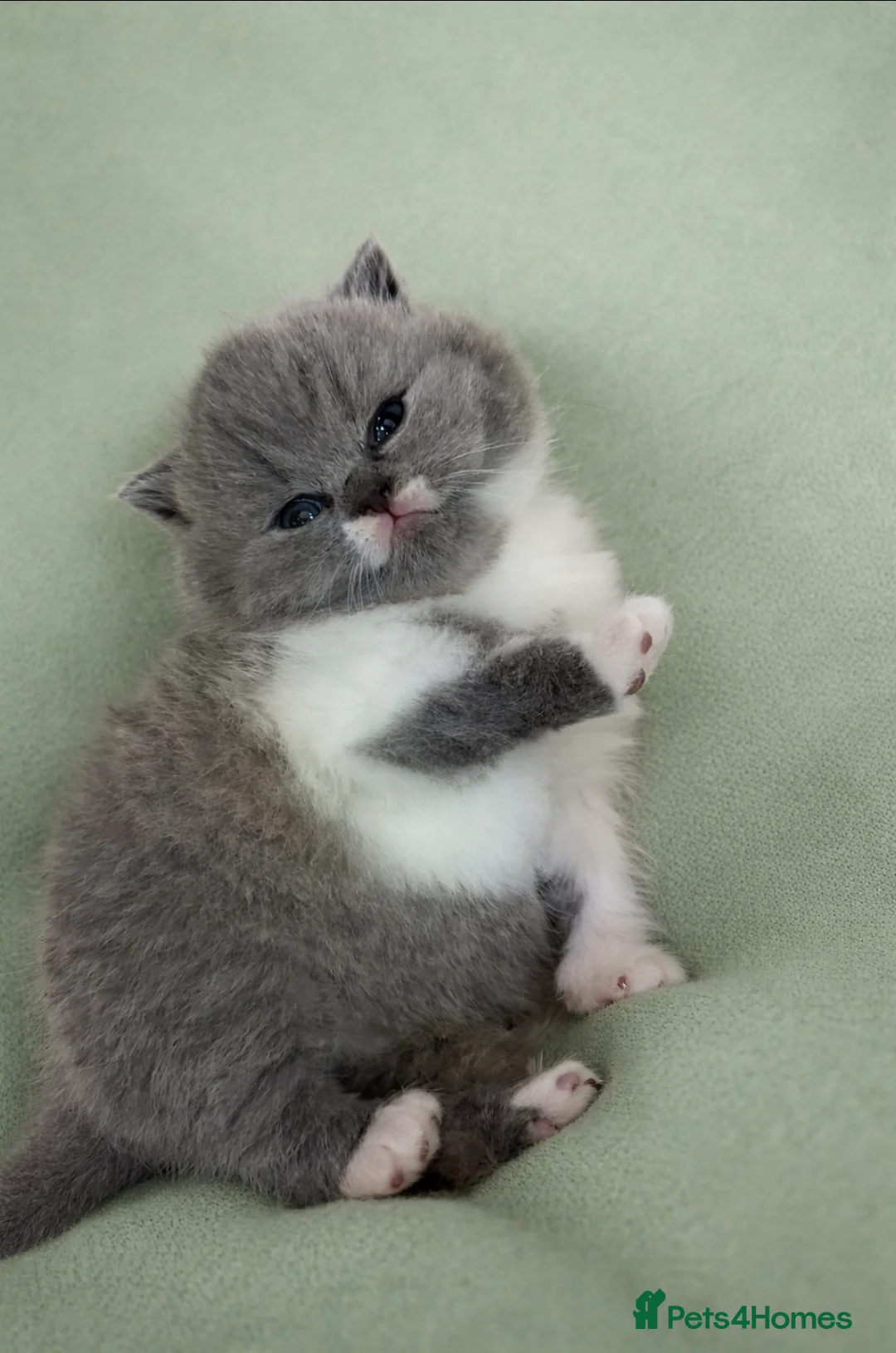 British Shorthair cats for sale: 🏆CHAMPIONSHIP BLOOD LINE PURE PEDIGREE BSH 🏆✨😻 in Bradford - Advert 1