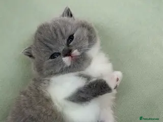 British Shorthair cats 🏆CHAMPIONSHIP BLOOD LINE PURE PEDIGREE BSH 🏆✨😻 - Advert 2