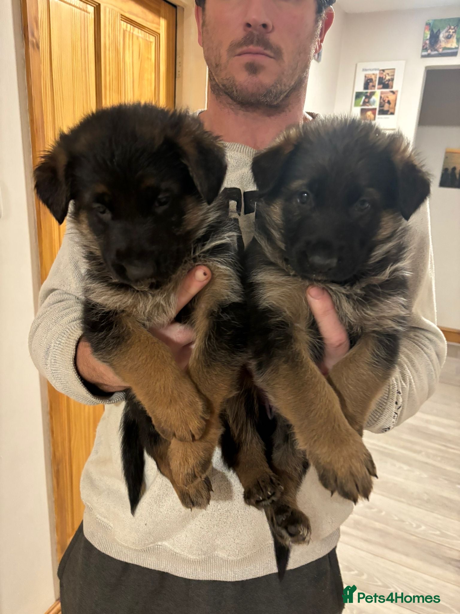 German Shepherd dogs German shepherd puppies  - Advert 10