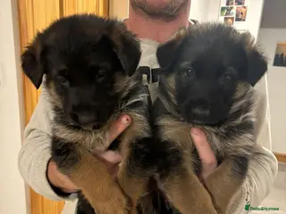 German Shepherd dogs German shepherd puppies - Advert 10