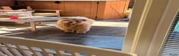 Chow Chow dogs for sale: 8 month old Bear  in Penarth - Advert 4