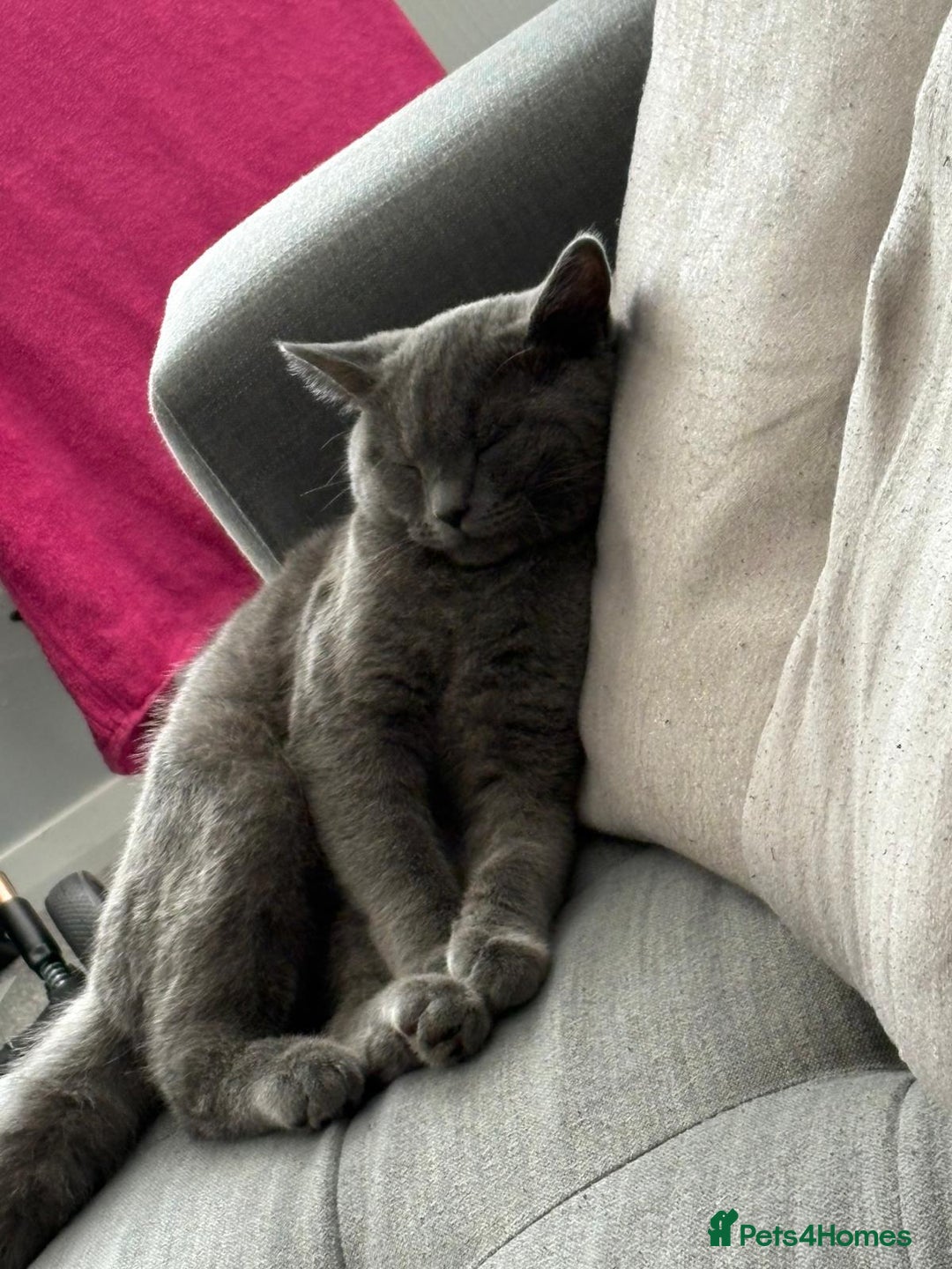 British Shorthair cats for stud: English shorthaired for stud - Image 5