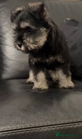 Miniature Schnauzer dogs - Advert 8