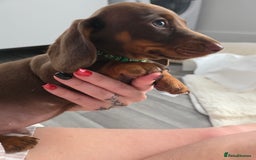 Miniature Dachshund dogs for sale: Miniature dachshund boy available  - Image 12