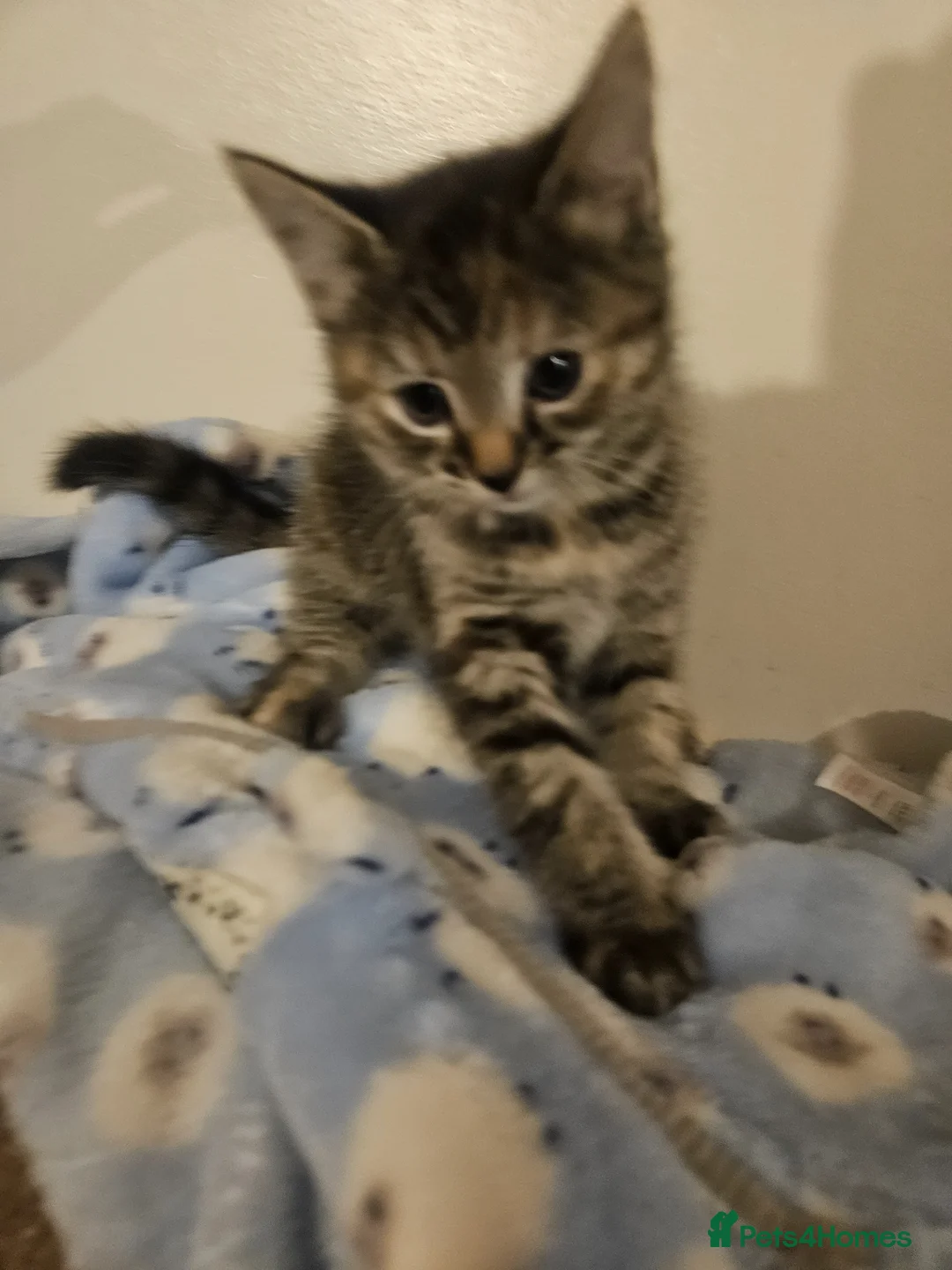 Mixed Breed cats for sale: 6 kittens - Advert 7