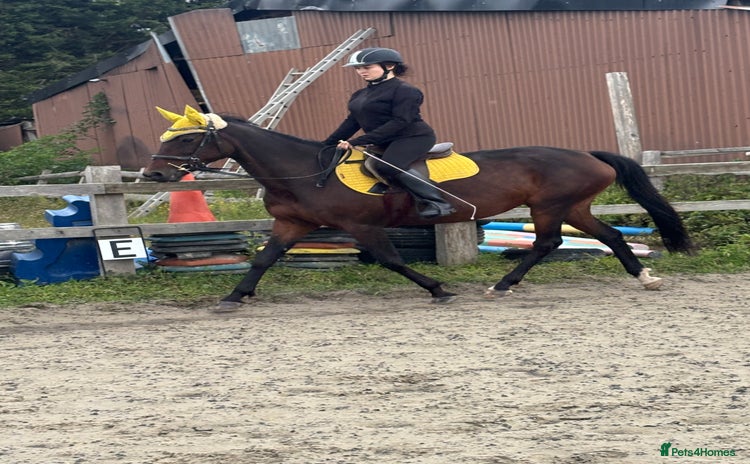 Irish Thoroughbred horses - Advert 13