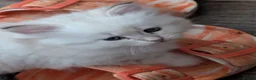 Siberian cats for sale: Siberian kitten  - Advert 10