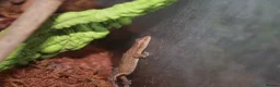 Corn Snake reptiles for sale: Corn snake and mourning gecko with full setups - Advert 6