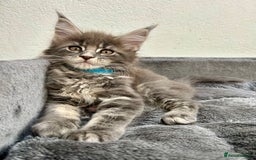 Maine Coon cats for sale: Champion line Maine Coon kittens available  - Image 1