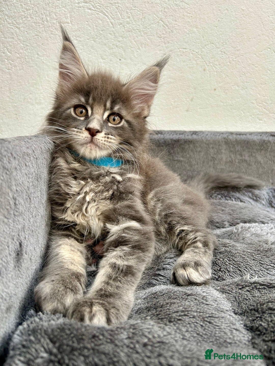 Maine Coon cats for sale: Champion line Maine Coon kittens available  - Image 1