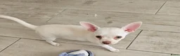 Chihuahua dogs for sale: Chihuahua puppies  in Chelmsford - Advert 8