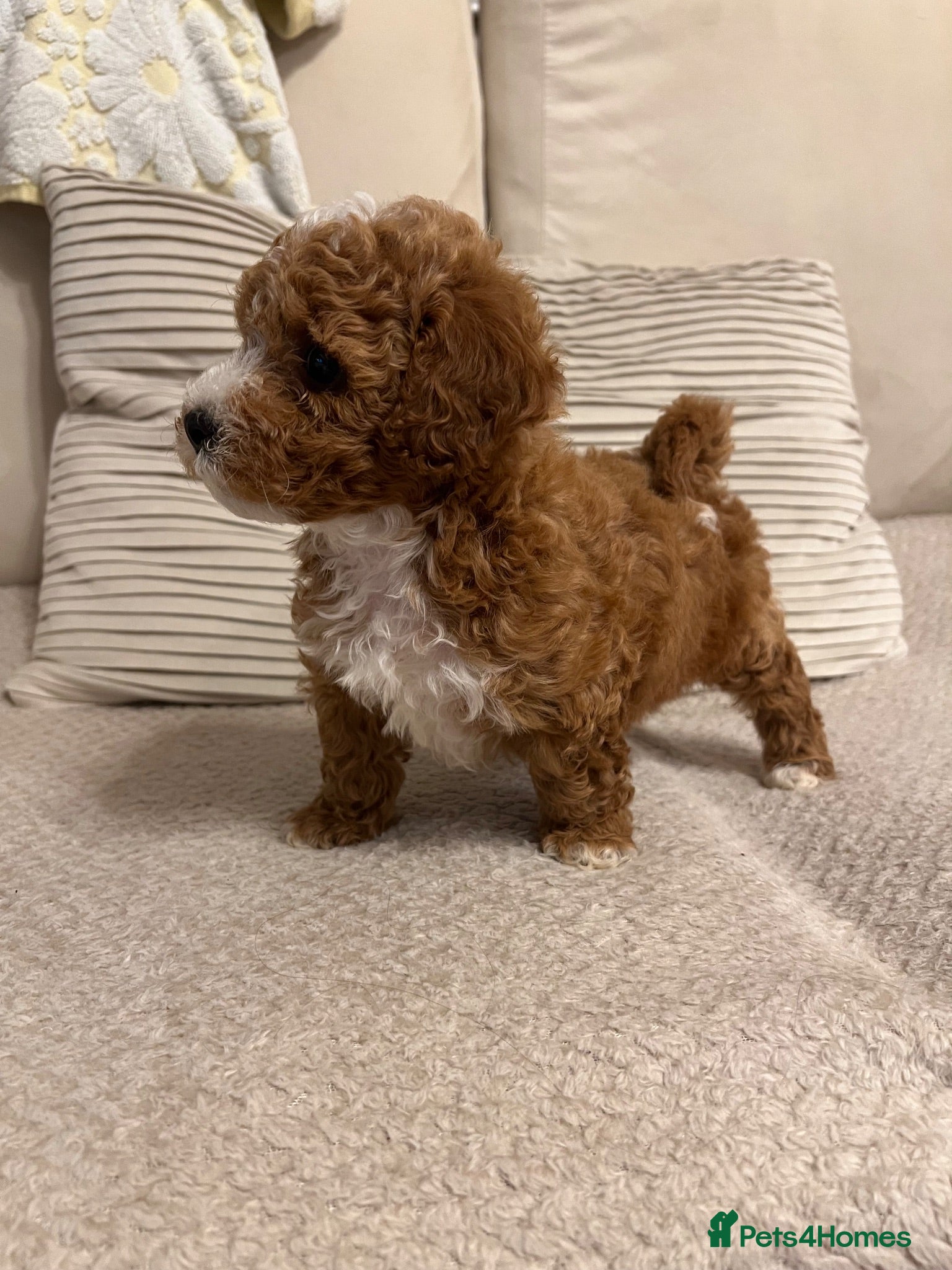 Shihpoo dogs Gorgeous f1 Shih poo puppies - Advert 12