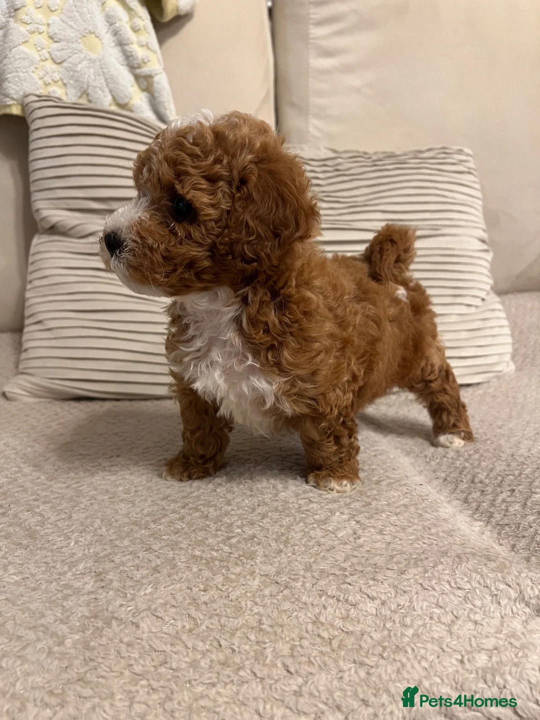 Shihpoo dogs for sale: Gorgeous f1 Shih poo puppies - Advert 1