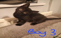 Mixed Breed cats for sale: Adorable kittens for sale - Image 4