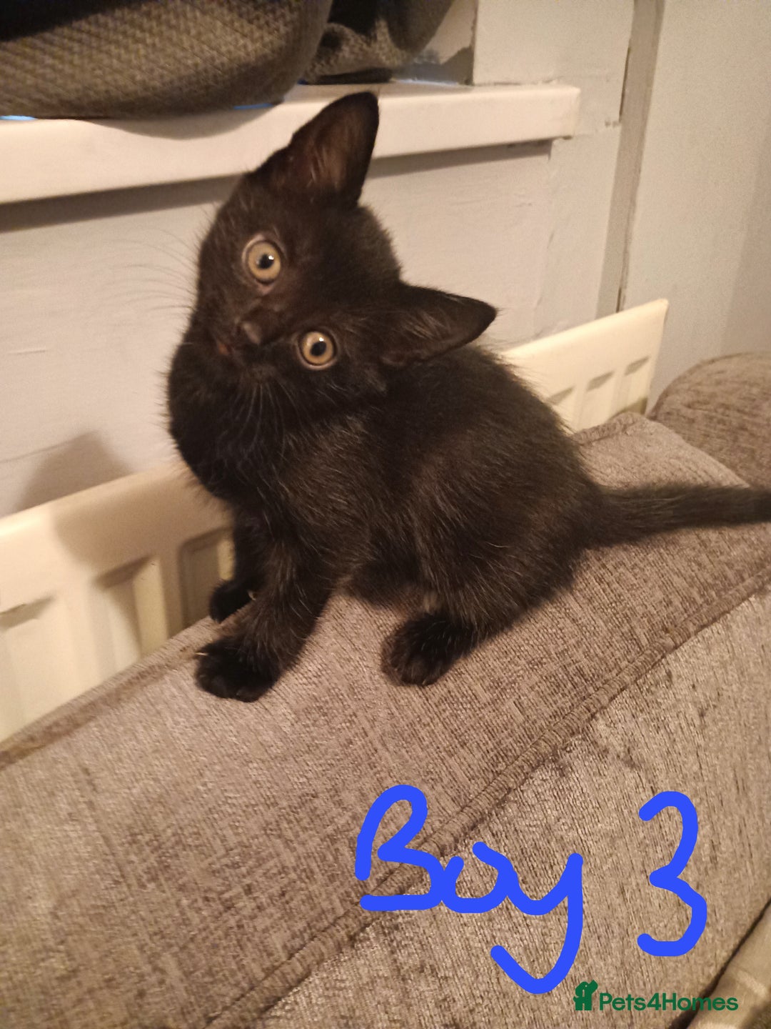 Mixed Breed cats for sale: Adorable kittens for sale - Image 4