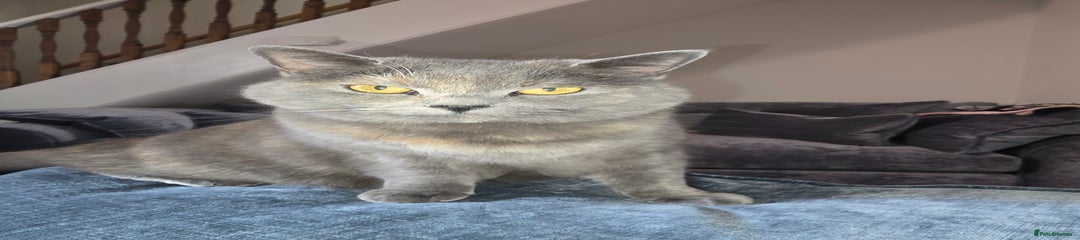 British Shorthair Kitten 2