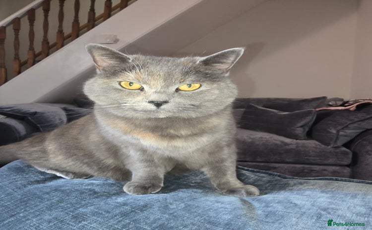 British Shorthair cats - Advert 1