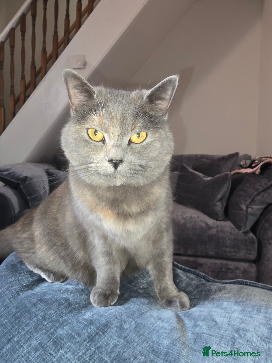 British Shorthair cats for sale: Bella - Image 1