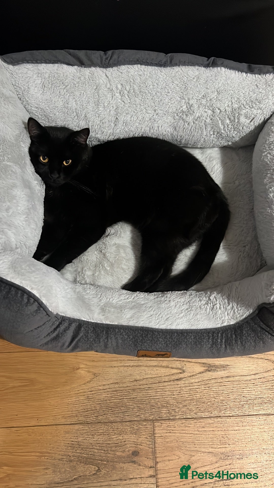 Persian cats for sale: Lovely 1y and 6mths old boy - Advert 1