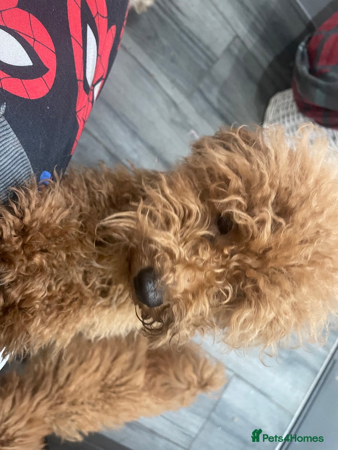 Toy Poodle dogs for sale: 🧸Stunning kc red tiny toy poodles mini bears 🧸  - Advert 12