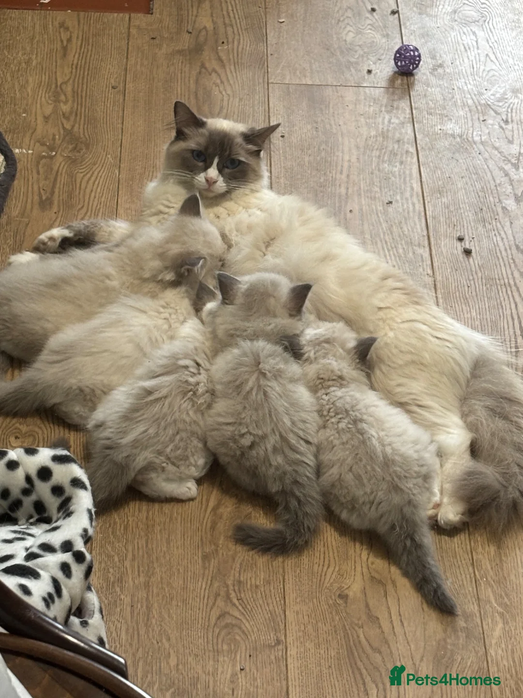 Ragdoll cats for sale: Ragdoll Kittens - Advert 2