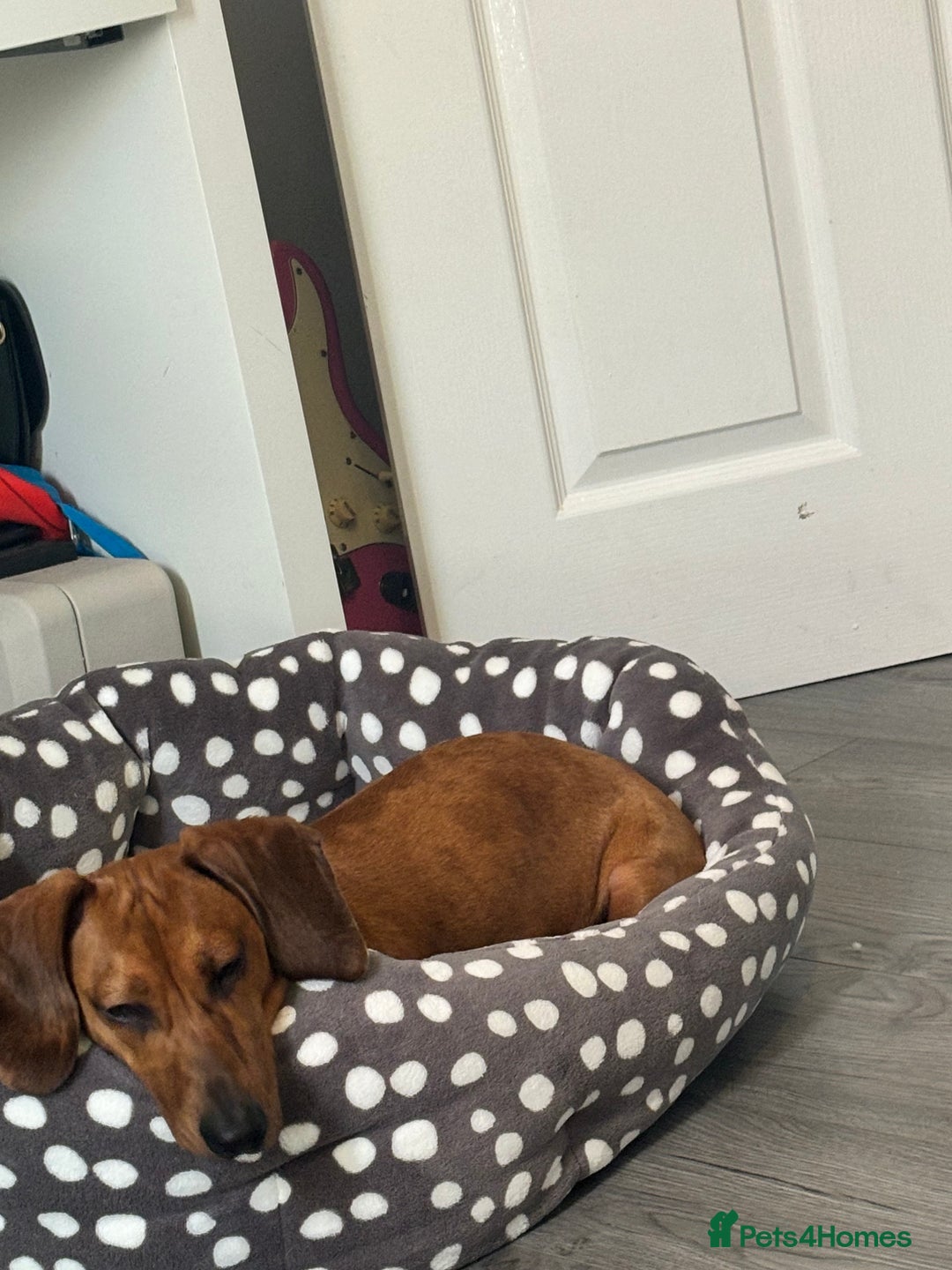 Dachshund dogs for sale: marlo - Image 2