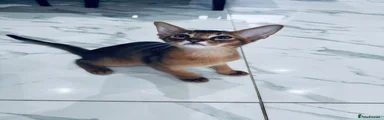 Abyssinian 1