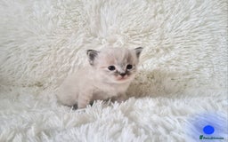 Ragdoll cats for sale: Fluffdoll Ragdoll Kittens 🥰 - Image 4